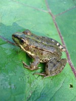 RANAS (Rana perezi)