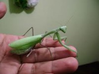 escarabajos